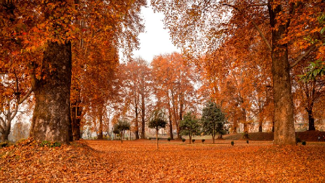 Autumn to Winter in Kashmir: The Complete Guide to Srinagar, Gulmarg, Pahalgam and Sonamarg